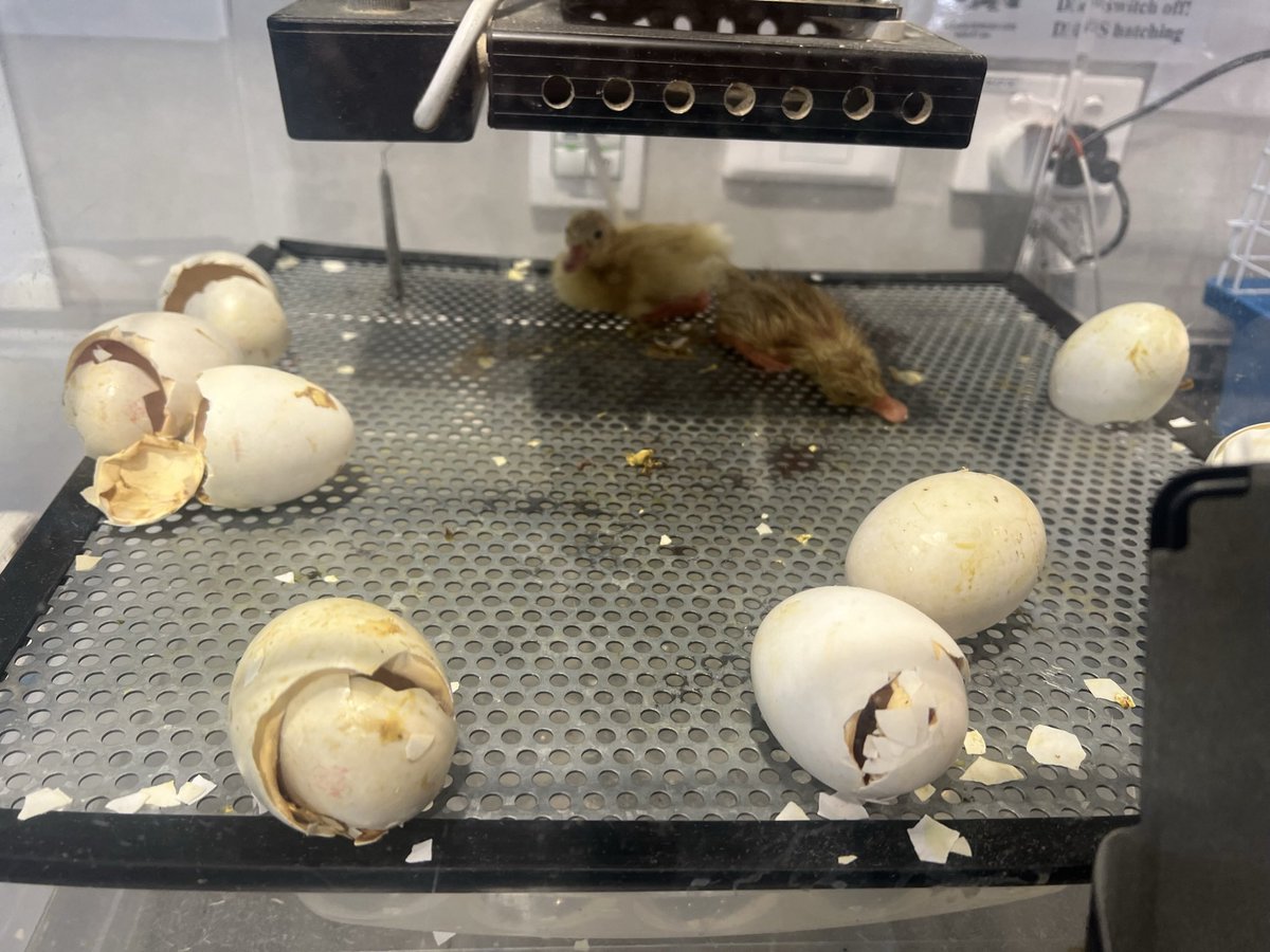 mackenz1ewilson's tweet photo. Loved having ducklings in our classroom last year, cannot wait to hopefully have them back this year!! Such a great way to teach the life cycle. 🦆 💛🥚 #acuedu_p https://t.co/GACXDKg1qM