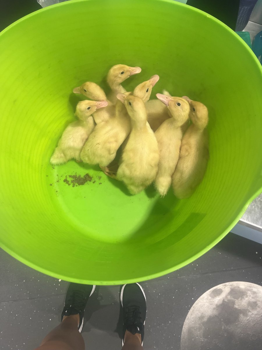 mackenz1ewilson's tweet photo. Loved having ducklings in our classroom last year, cannot wait to hopefully have them back this year!! Such a great way to teach the life cycle. 🦆 💛🥚 #acuedu_p https://t.co/GACXDKg1qM
