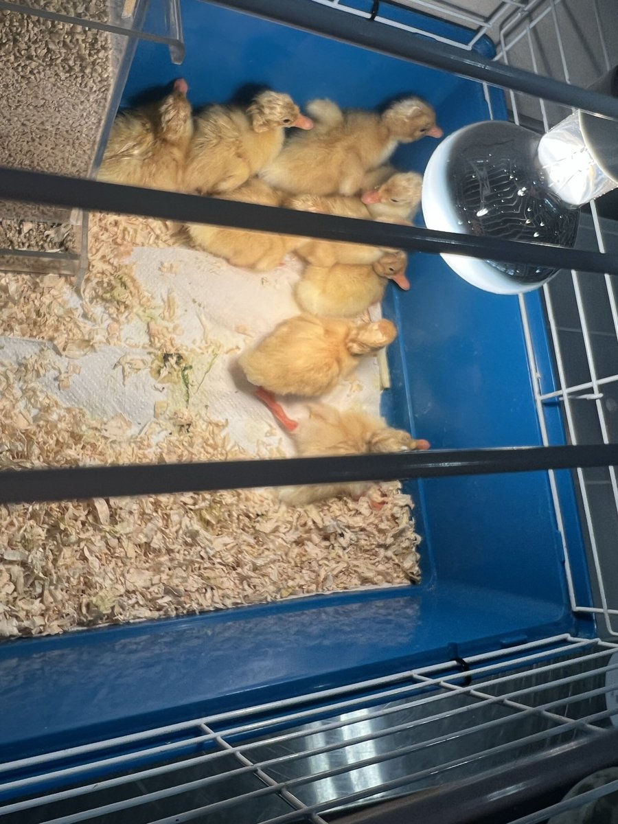 mackenz1ewilson's tweet photo. Loved having ducklings in our classroom last year, cannot wait to hopefully have them back this year!! Such a great way to teach the life cycle. 🦆 💛🥚 #acuedu_p https://t.co/GACXDKg1qM