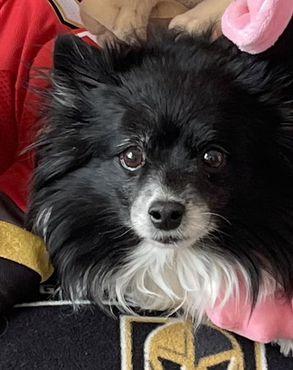 VGKPandaPup's tweet image. Ok, last call for #Lucky3rdPdVGKNoseBoops by #VegasBorn for the regular season.  #GetOnIt 

#VGK9Krew
❤️🐼🐶