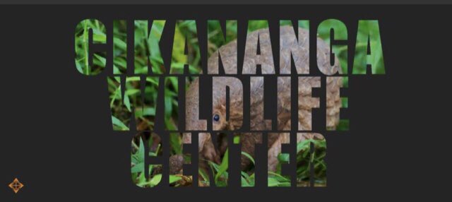 Busy morning updating the <a href="/CikanangaF/">Yayasan Cikananga Konservasi Terpadu</a> website. Almost finished adding content from <a href="/FernsBertie/">Bertie Ferns</a> about the species at Cikananga Conservation Breeding Centre. I’m learning lots about website editing! #wordpress #Indonesia #Wildlife