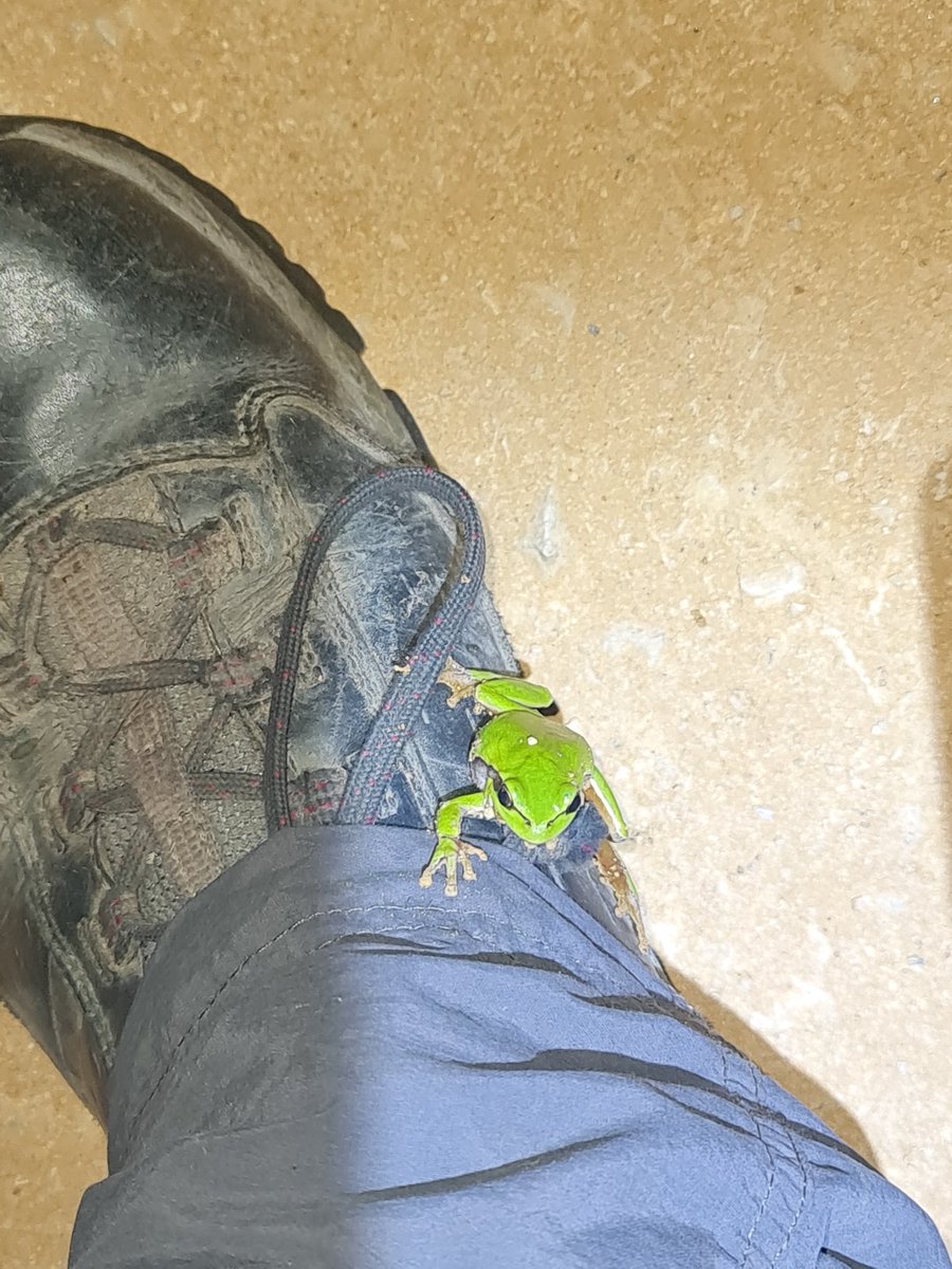 plumforestpatch's tweet photo. #herptrip away to the Peloponnese, Chamaeleo africanus is the highlight so far. #africanchameleon #Greece #Peloponnese
Zamenis situla too, #leopardsnake https://t.co/weggWK8UWs