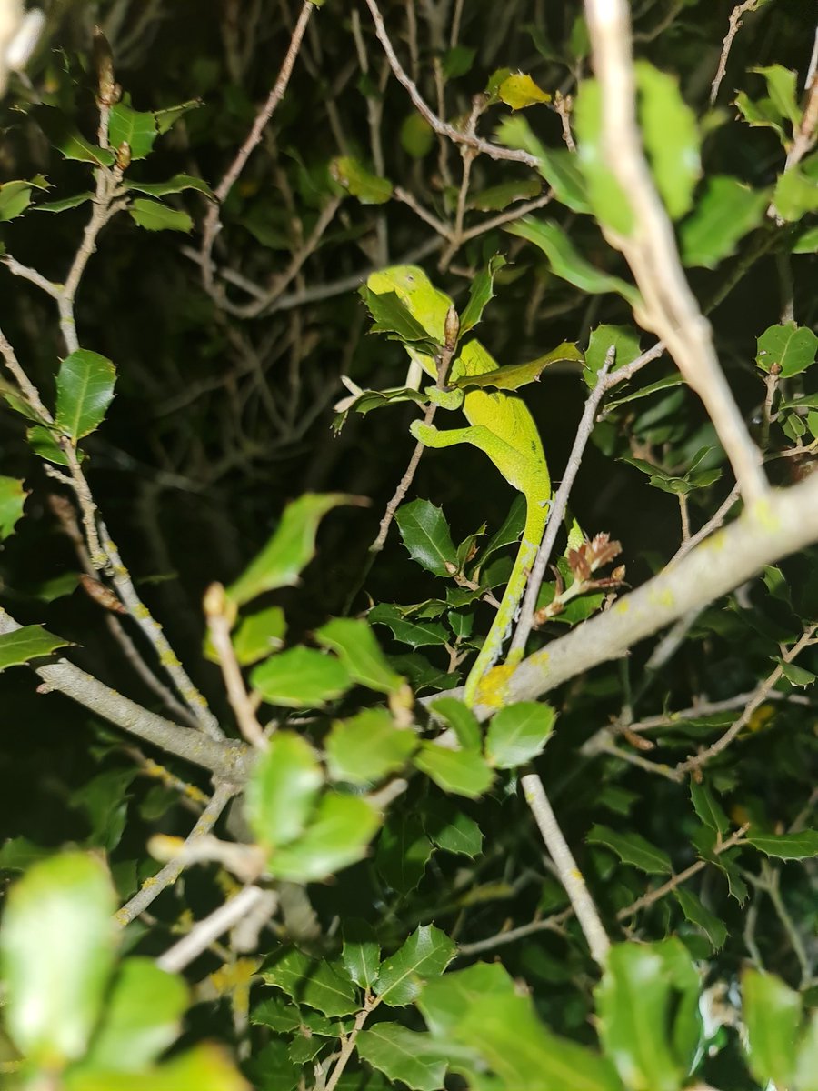 plumforestpatch's tweet photo. #herptrip away to the Peloponnese, Chamaeleo africanus is the highlight so far. #africanchameleon #Greece #Peloponnese
Zamenis situla too, #leopardsnake https://t.co/weggWK8UWs
