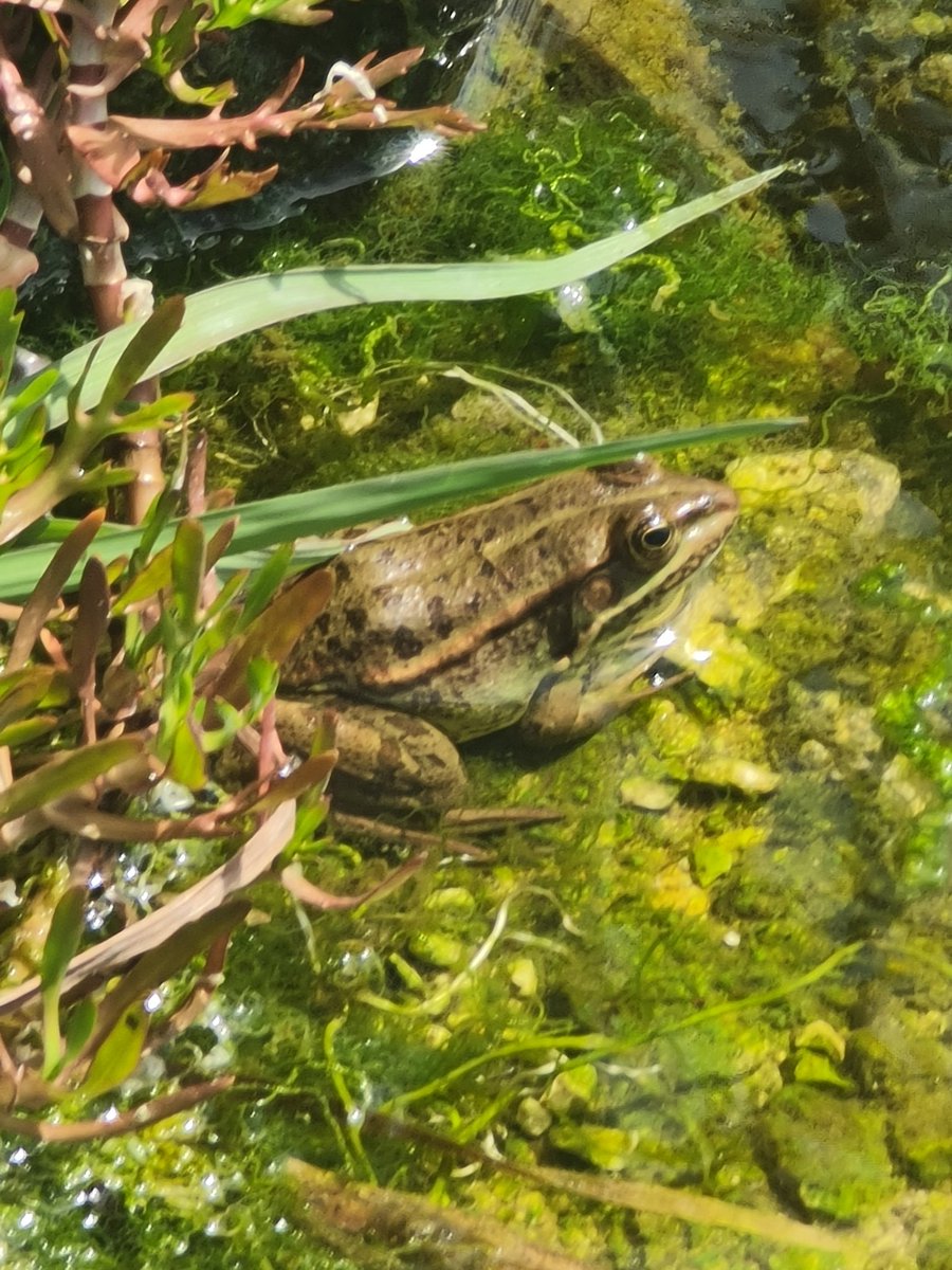 plumforestpatch's tweet photo. #herptrip away to the Peloponnese, Chamaeleo africanus is the highlight so far. #africanchameleon #Greece #Peloponnese
Zamenis situla too, #leopardsnake https://t.co/weggWK8UWs