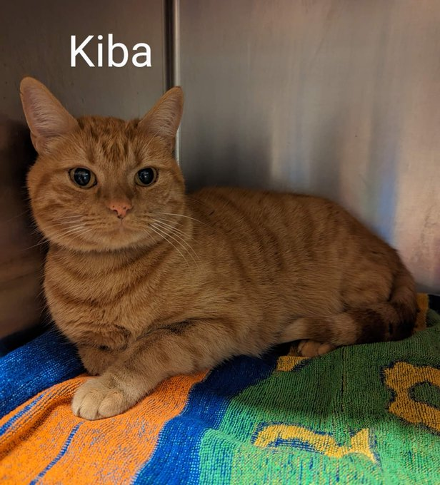 PeterAskin1's tweet photo. Handsome "Kiba" makes a plea
for love &amp; freedom this darling he!
#MariettaGA is where he bides his time
for a home &amp; thus this rhyme!
This sweet boy will appeal to you
so adopt him please do!
If you're very far away
pledge for rescue if you may!
URGENT! 🙏
https://t.co/IPUQgZ9aLI https://t.co/toAPWv3Nuu