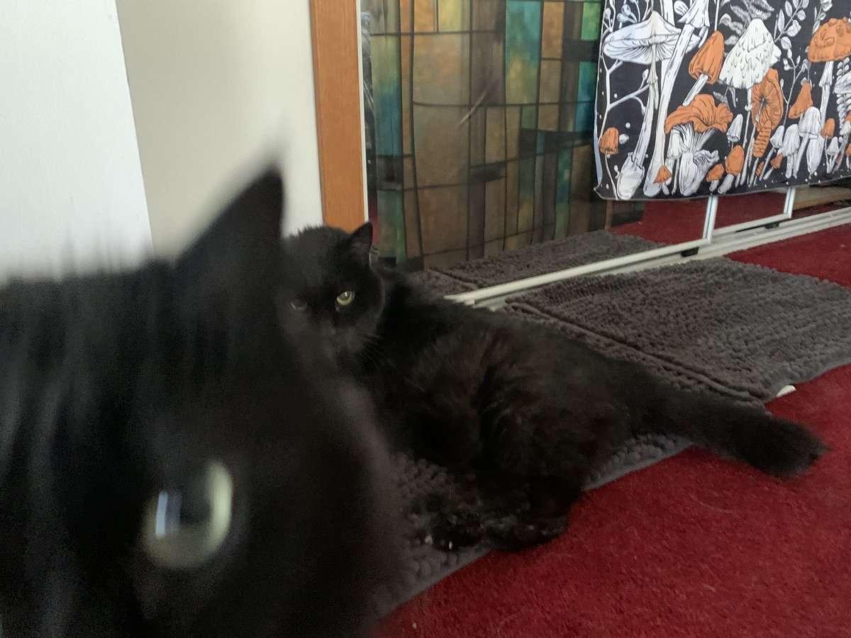 AllieKSZero's tweet photo. I was taking photos of my 19 year old handsome old man cat but his “little sister” seriously came in for the photobomb. Perfect 👌 😂#CatsofTwittter #blackcats #humor #photobomb https://t.co/Sf8oAVR8gf