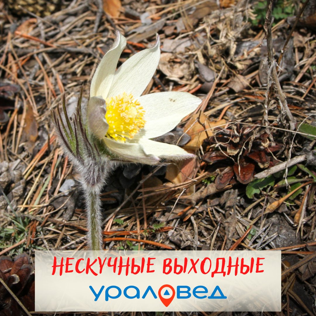 UraloVed's tweet photo. ✨ Ближайшие выходные будут богаты на яркие события!
Перед вами 3 поездки со стартом из Екатеринбурга, а также 9 интересных культурных событий.
https://t.co/IDKfmWTs5H https://t.co/BegPwQeOmO