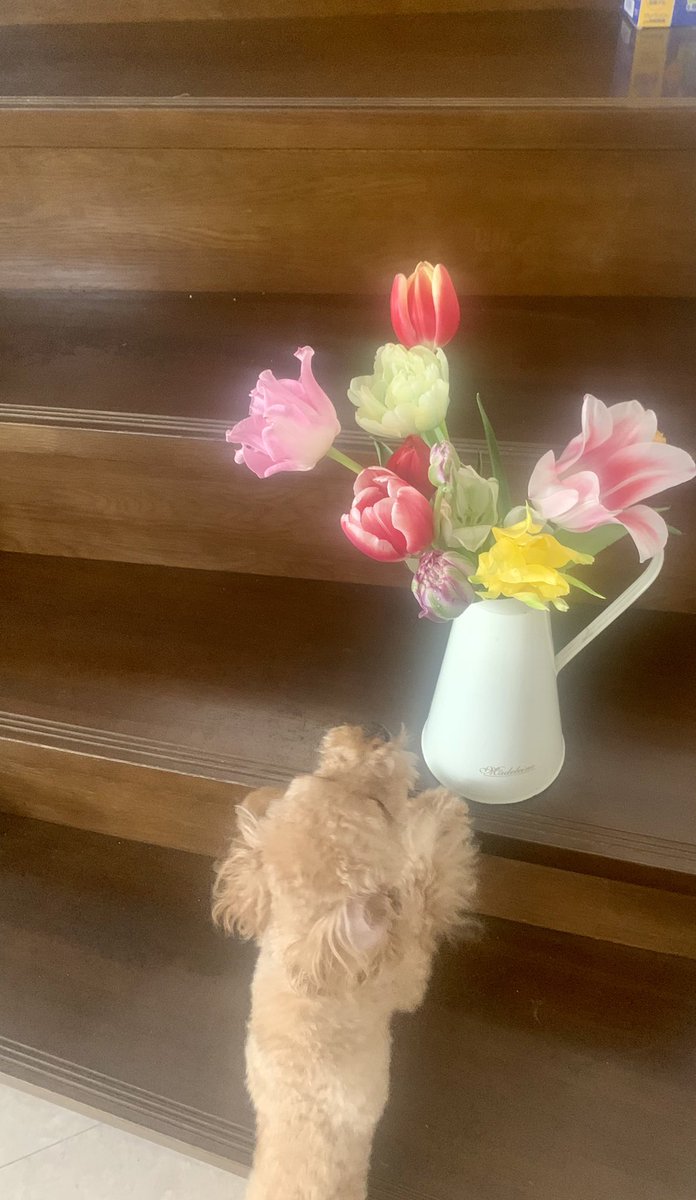 akanexx1's tweet photo. いまにわ
チューリップ
の🌷
季節のはじまりです🎶
良い週末を(╹◡╹)♡
#チューリップ
#花のある暮らし
#flowerdiary
#日々のかけら٩ https://t.co/QxrxLvMRJl
