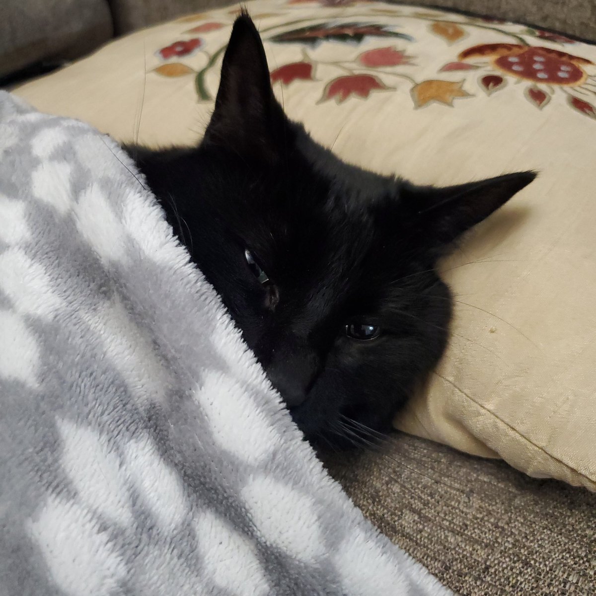 🌷 CadaBug 🌷 tweet media