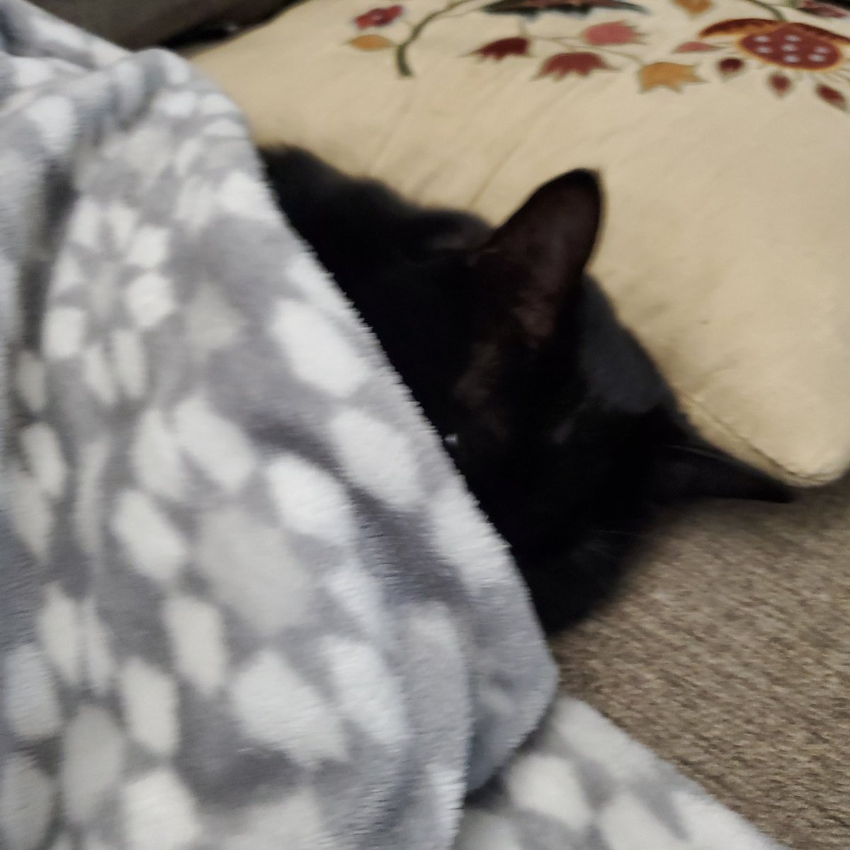 🌷 CadaBug 🌷 tweet media