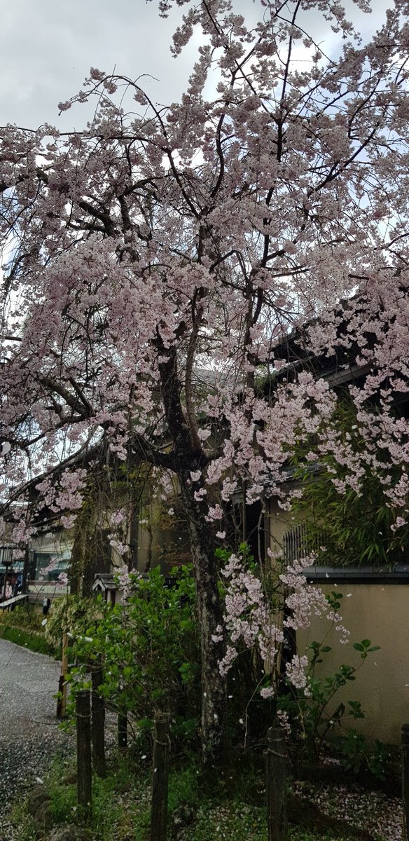 GenGenMeow's tweet photo. @Knhannah Sakura in Kyoto, strong and beautiful with formidable grace like you! https://t.co/nVzUTJABOw