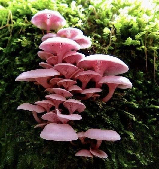 RadicallySunny's tweet photo. Pink mushrooms are aesthetic asf https://t.co/epN90zx3Nv