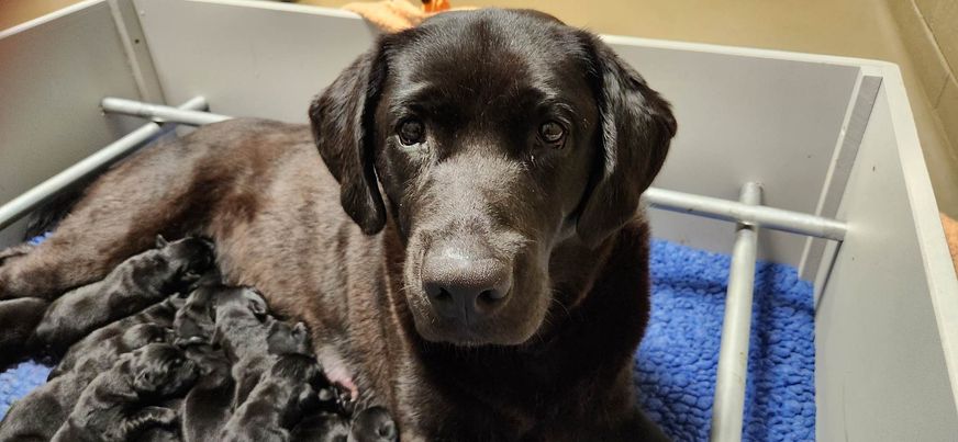 Seeing Eye Dogs tweet media