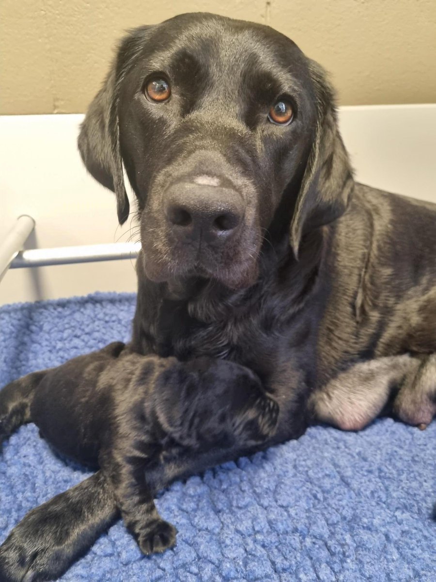 Seeing Eye Dogs tweet media