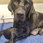 Photo by Seeing Eye Dogs (@VASeeingEyeDogs)