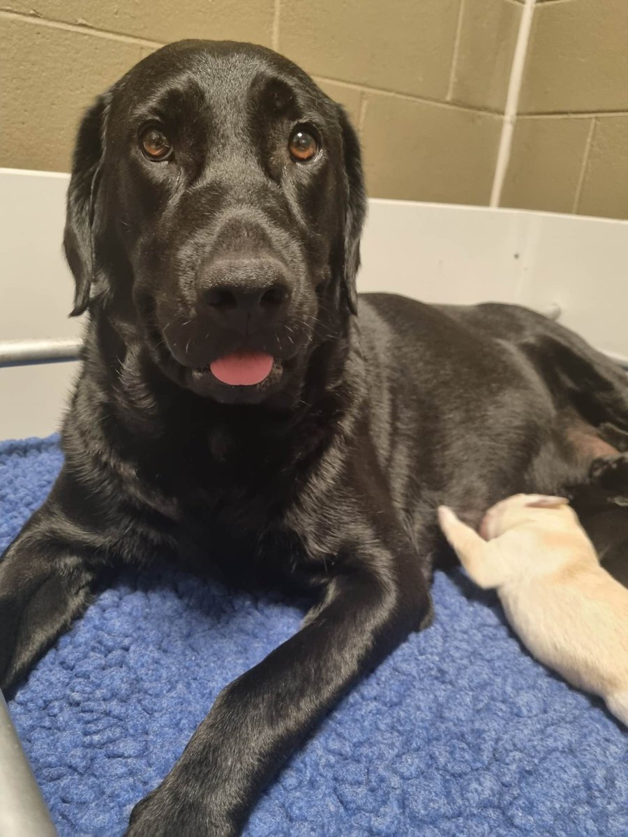 Seeing Eye Dogs tweet media
