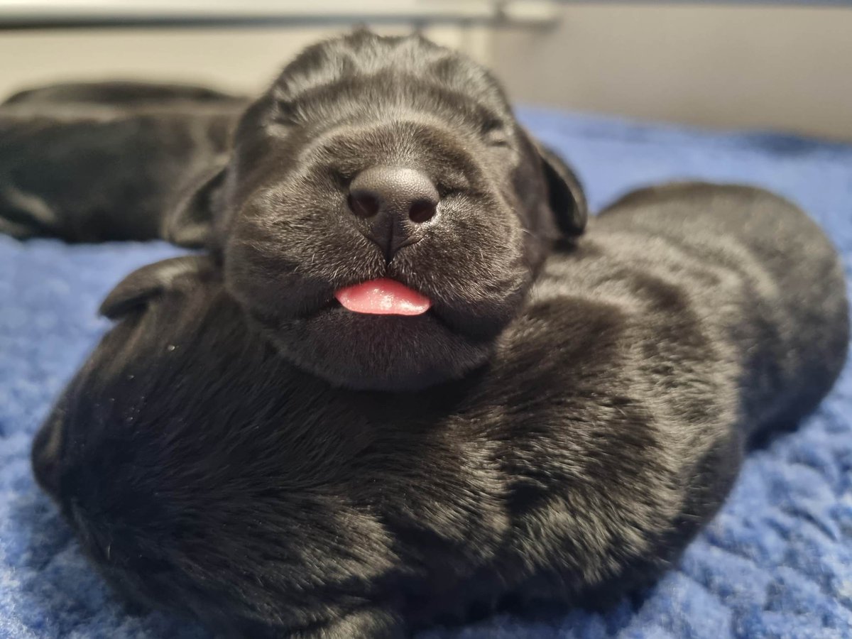 March saw us welcome a whopping 26 pups into the world at the puppy centre!
Dames: Fern, Nell, Wooley
Sires: Laurence, Quincy, Tiger
All are doing well and thriving, thanks to the incredible team at the puppy centre!