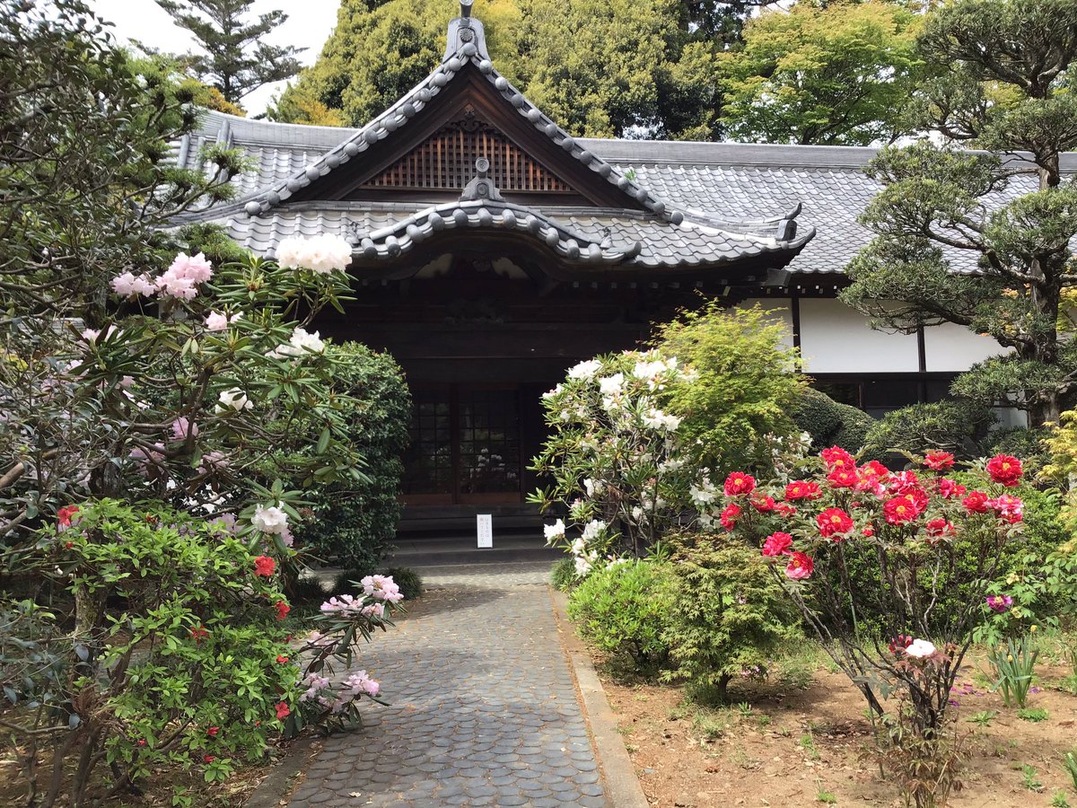 fusebenten's tweet photo. 梅→木蓮→桜と続いた布施弁天お花リレーですが、只今牡丹としゃくなげが綺麗に咲いております🌟関係者以外立ち入り禁止エリアのため皆様には近くでご覧いただけないのですが、今一番見頃なのでお写真でシェアさせていただきます♬中庭がとても華やかです〜😊
#布施弁天 #柏市 #寺 #牡丹 #石楠花 https://t.co/6yRaELHqpX