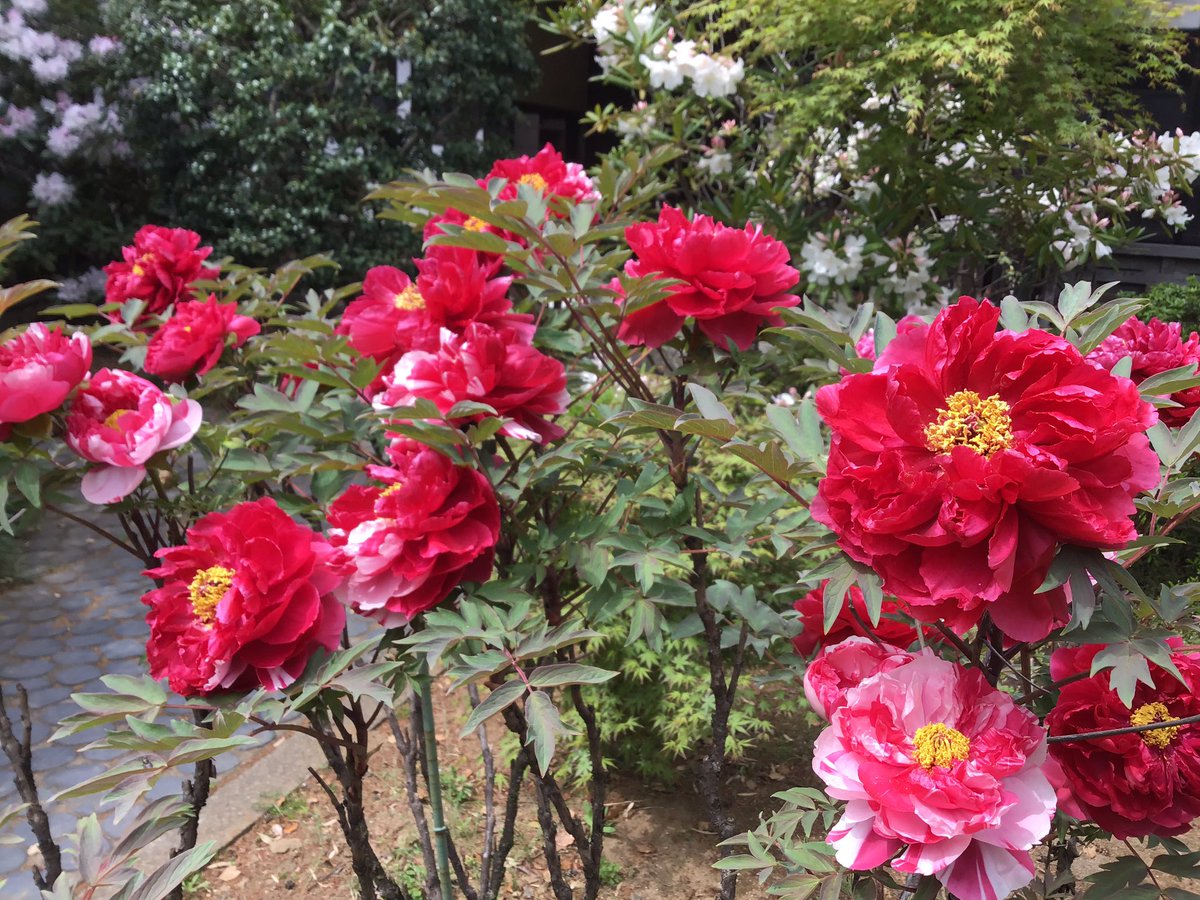fusebenten's tweet photo. 梅→木蓮→桜と続いた布施弁天お花リレーですが、只今牡丹としゃくなげが綺麗に咲いております🌟関係者以外立ち入り禁止エリアのため皆様には近くでご覧いただけないのですが、今一番見頃なのでお写真でシェアさせていただきます♬中庭がとても華やかです〜😊
#布施弁天 #柏市 #寺 #牡丹 #石楠花 https://t.co/6yRaELHqpX