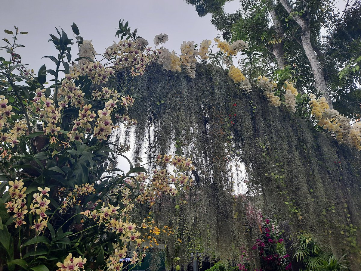 radiateluz's tweet photo. Drop your last flower click 📸
#flowerphotography
#SingaporeZoo Orchids https://t.co/u6SEfpZ6r1