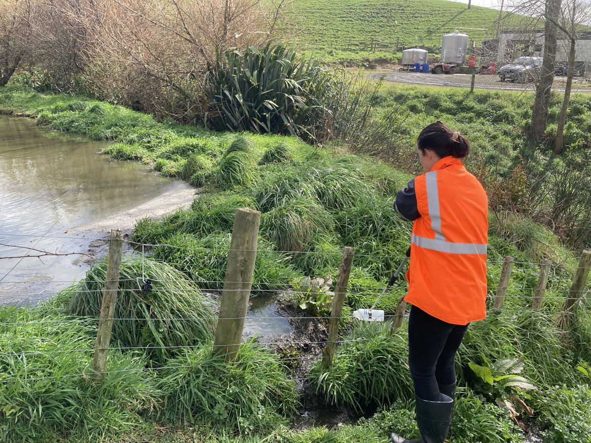 Yet another #Waikato #dairyfarmer allows their cow shit to pollute local waterways.  No surprise then that 50% of our rivers are unswimmable #Toomanycows waikatoregion.govt.nz/community/what…