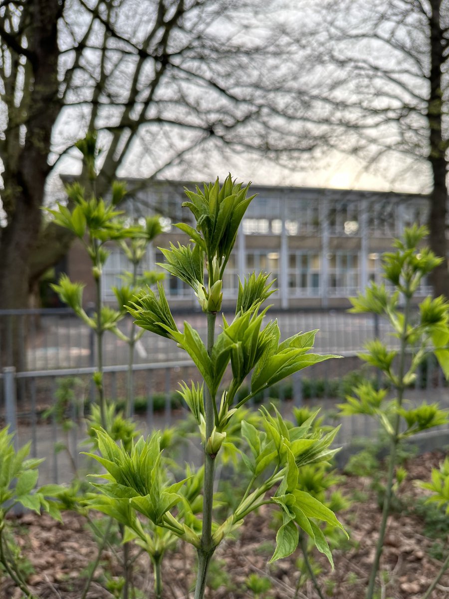 De fris jonge boom bladeren lopen allemaal weer uit😀 Prachtig hoe de jonge scheuten van de Toona sinensis uitlopen🤗 En ook het jonge Szechuan peper blad is er bijna weer! De pimpernoot kan nu al geoogst worden😋 Het seizoen van overvloed dient zich nog nadrukkelijker aan🥳🌳🌱