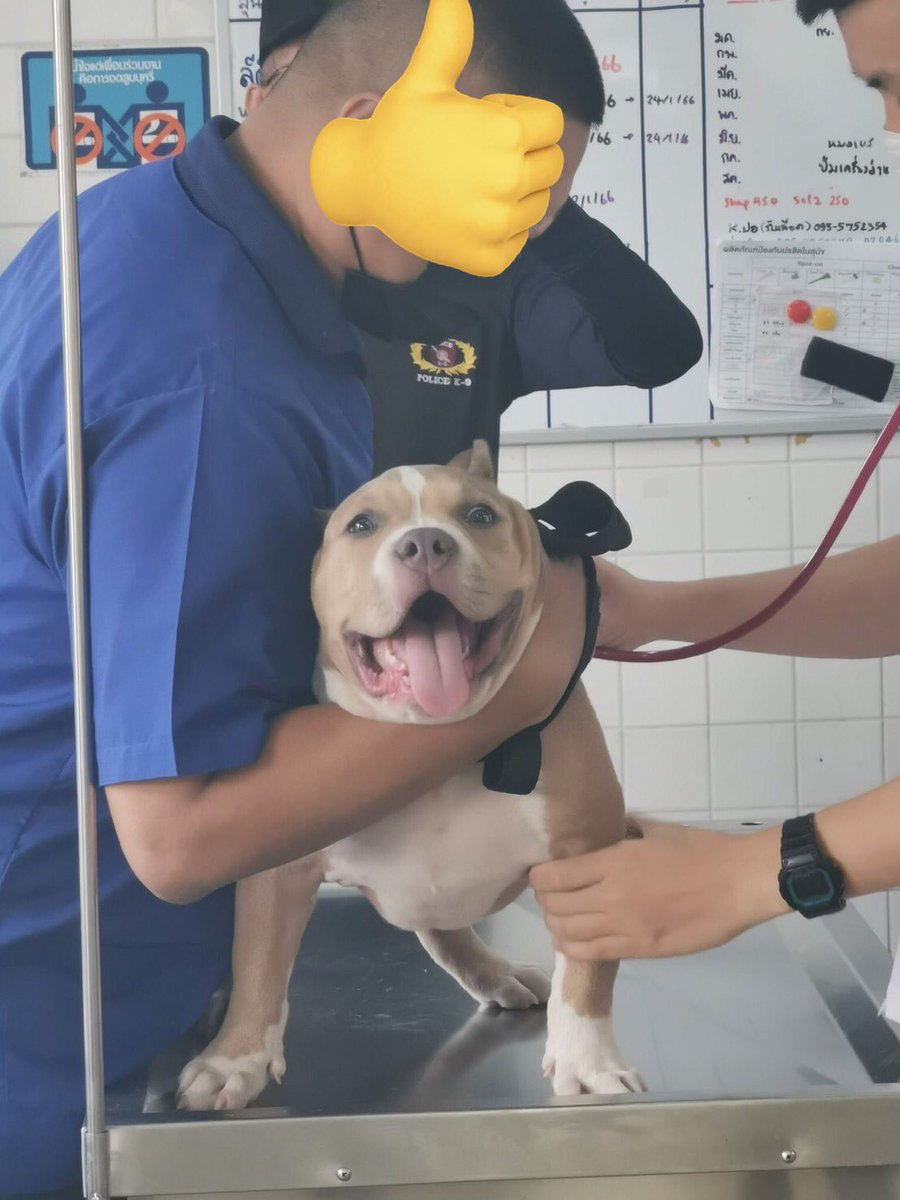 11YWay's tweet image. สวัสดีครับ ผมชื่อหมูตุ๋น กำลังฝึกเป็น k-9 อยู่คับ ตอนนี้ฝึกได้1เดือนผมเป็นหมูสมชื่อแล้วครับ