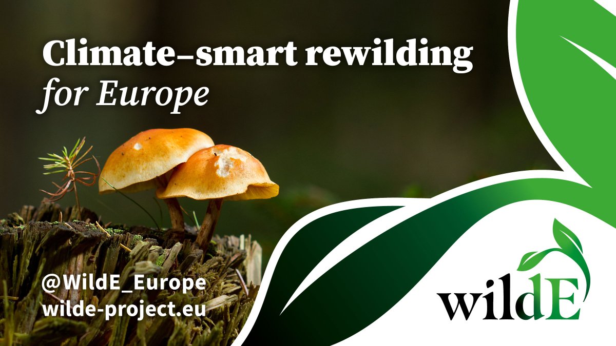 Nový <a href="/HorizonEU/">Horizon Europe 🇪🇺</a> projekt <a href="/wildE_Europe/">wildE</a> zavádí „klimaticky inteligentní rewilding“ jako inovativní přístup k obnově, který je přínosem pro klima a zároveň řeší další sociálně environmentální potřeby. Usiluje o zmírnění změny klimatu, adaptaci a podporu biologické rozmanitosti.