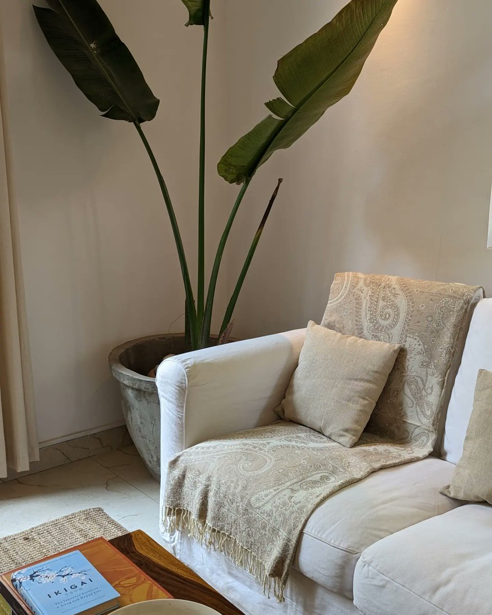 kcsshop_in's tweet image. Classic ivory throw - adding that elegant touch to every corner. How do you prefer to style your sofa? 

#homedecor #sofathrow #paisley #homedesign