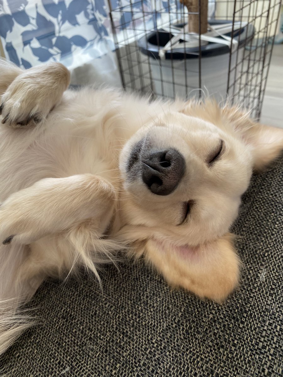 0601chiwan's tweet photo. お久しぶりです🐕 ͗ ͗
あいかわらず元気です( * ˙ᵕ˙ * )

この寝顔が癒し〜〜😍

 #犬のいる幸せ  #犬  #チワックス https://t.co/4BVgz5Ci0O