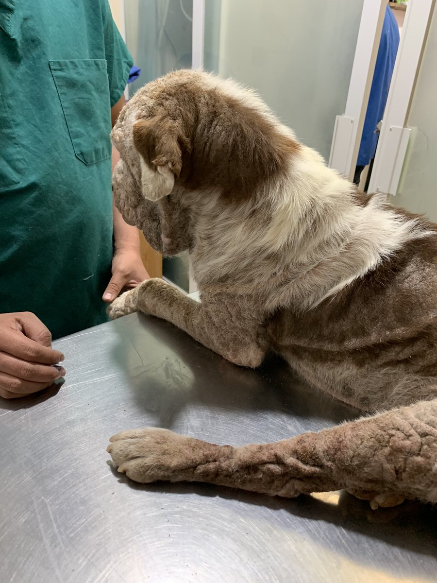 EscuadronSalchi's tweet photo. El Abuelo Fermín🤎 se quedó hospitalizado, le tomaron muestras para citología y ultrasonido. Lamentablemente tiene una lesión en el bazo, su cirugía será el día sábado. Tiene un costo de $7000, vamos a organizar 2 rifas para alcanzar la meta.
Hilo👇 https://t.co/MFmfzaRMTN