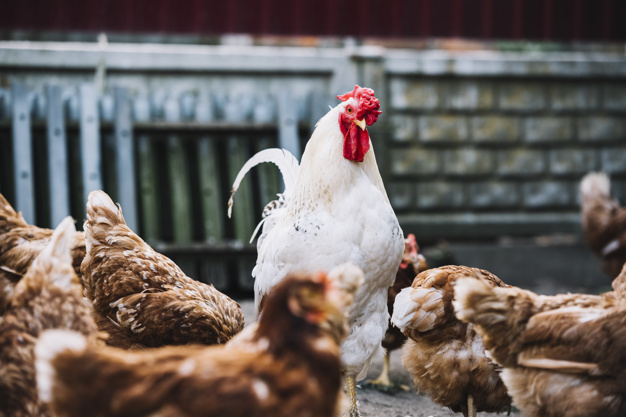 MavencoreF's tweet photo. To be a good manager, you start by managing other people's projects. This poultry farming project can help grow management skills in youths. https://t.co/d6qdWOsUHm  #Kenya #KOT #seedsofgold https://t.co/3K5DfVtyOn