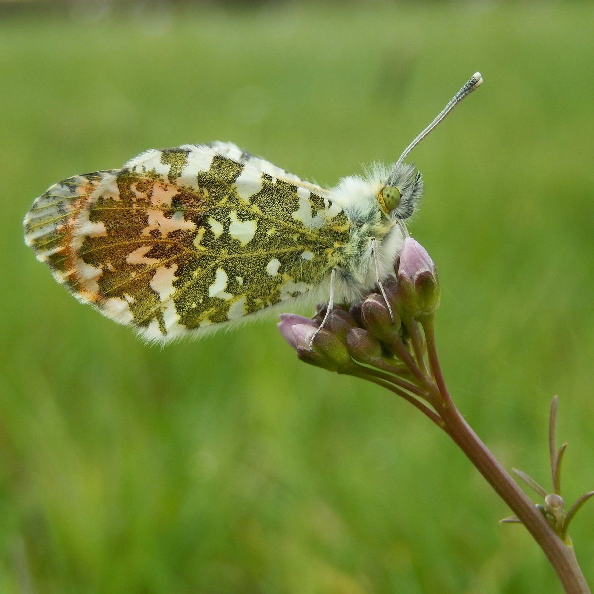 Wat is de meest gemelde vlinder gisteren en eergisteren op <a href="/waarneming/">Waarneming.nl</a>  en #Telmee? Juist: het #oranjetipje. Het wordt nog veel zonniger en warmer, dus de komende dagen komt deze prachtvlinder nog veel meer tevoorschijn! vlinderstichting.nl/oranjetipje