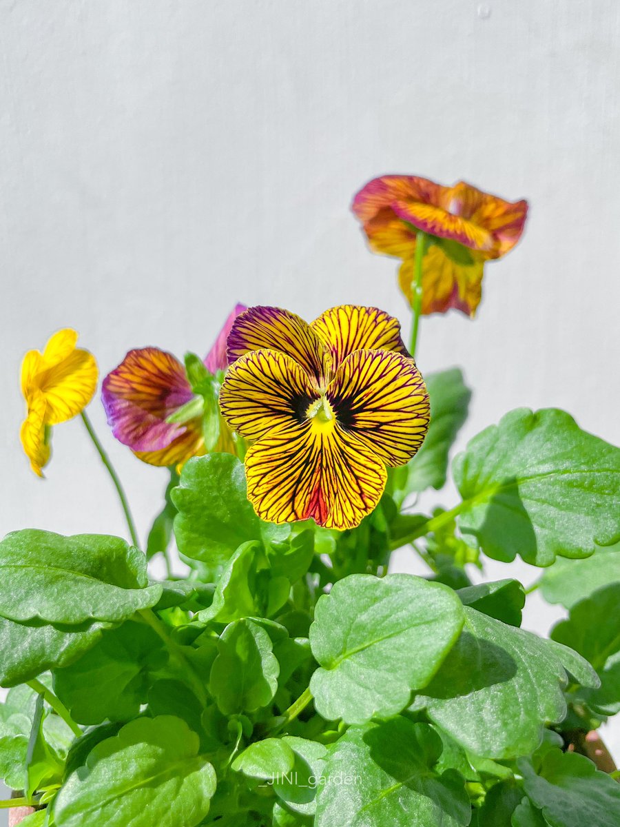 노랭이💛
인데.. 보라색이 섞인..ㅋㅋ