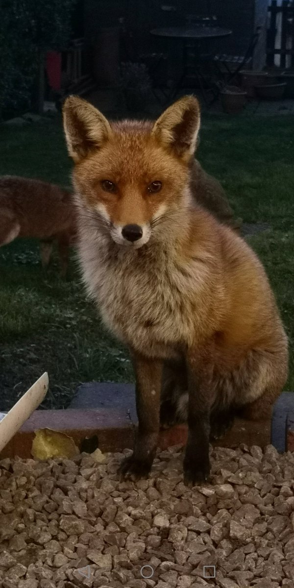 marianpierce19's tweet photo. Hello handsome 🦊❤️ #FoxOfTheDay #lovefoxes #foxlife #dogfox @keeptheban https://t.co/5DkwIl8s4f