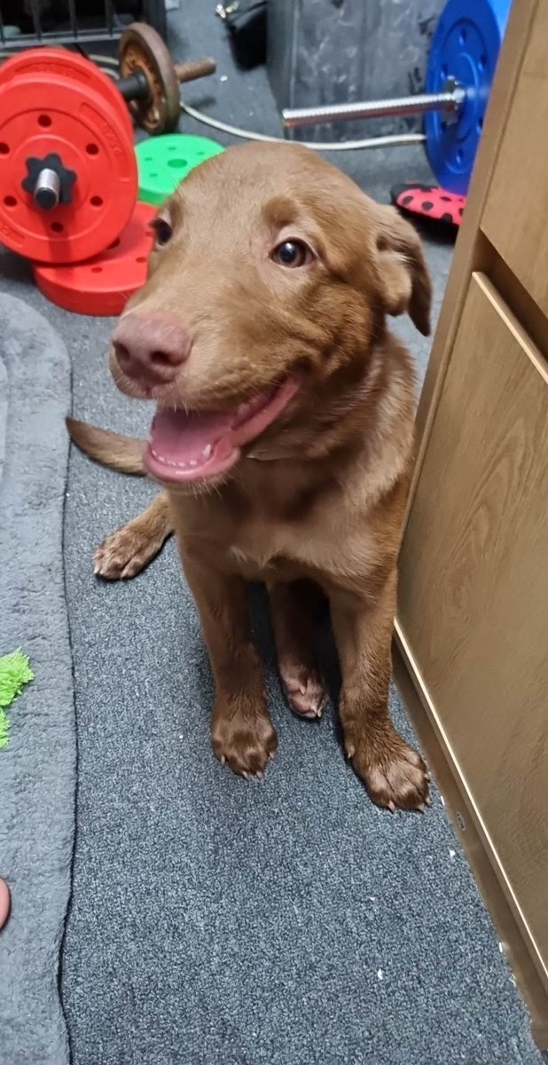 AshM_collins's tweet photo. To all the fellow doggo lovers ..Sharing my daily dose of happiness courtesy of Jellybean aka Jelly ❤️🐶 #puppylife https://t.co/zG23v8hZxM