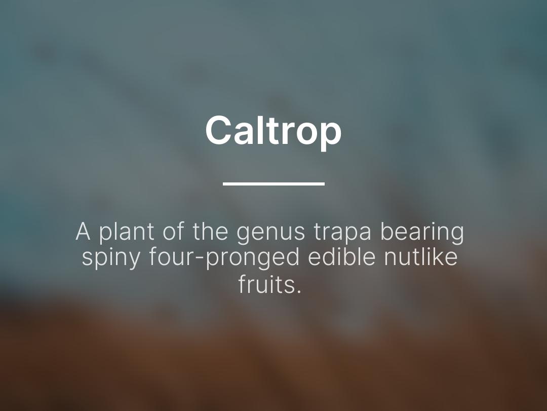 DailyDefPost's tweet image. Caltrop: A plant of the genus trapa bearing spiny four-pronged edible nutlike fruits.

#Caltrop #WordOfTheDay #DailyDefinition