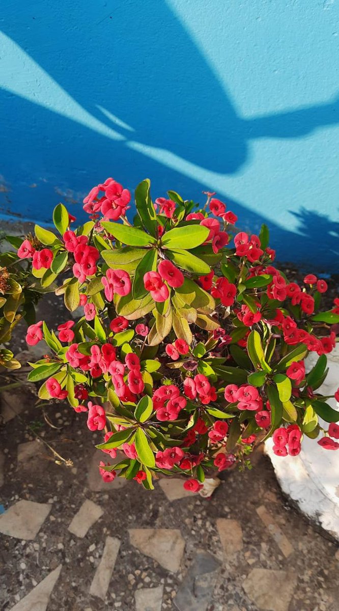 Drop your last flower click
#flowerphotography