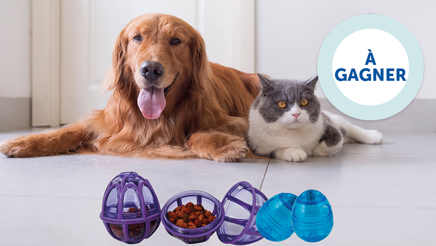 PetSafeFR's tweet image. Follow &amp;amp; Retweet @PetSafeFR - Tentez votre chance et jouez ! A gagner un Busy Buddy Kibble Nibble pour #chien ou un Funkitty Egg Cersizer pour #chat !
Bonne chance à tous ☘️
TAS le 19/04/2023 *concours réservé à la 🇫🇷
#GiveawayChat #GiveawayChien