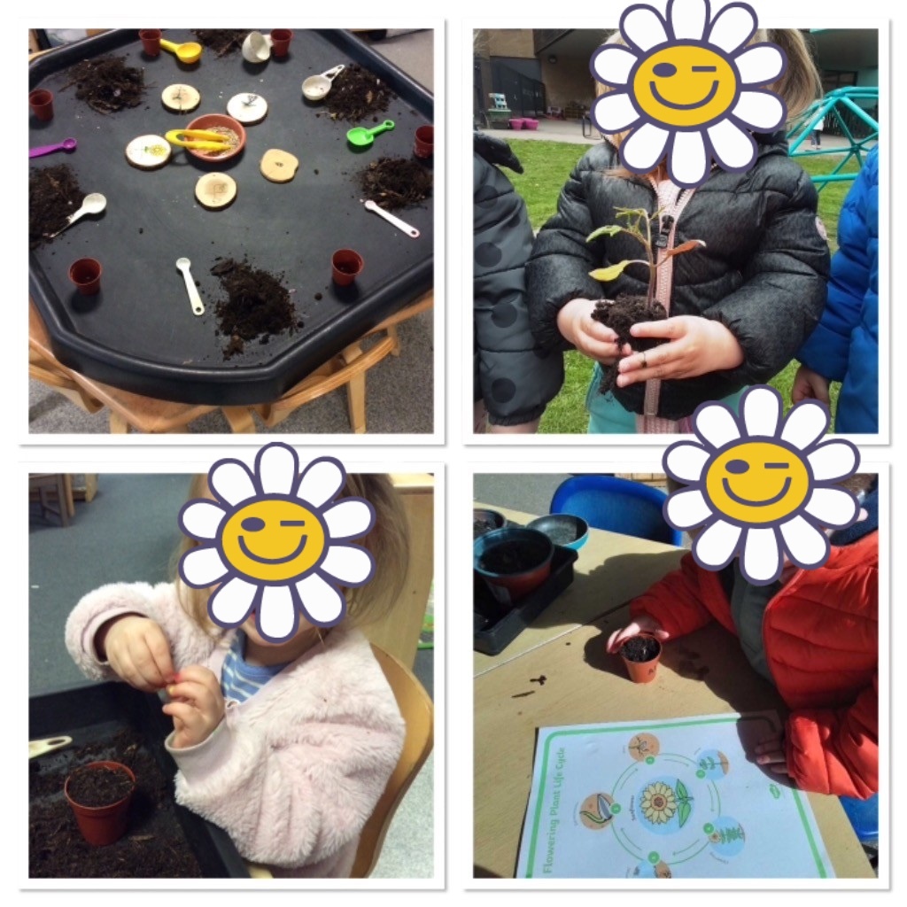 Life cycle of a flower  🌸

At #Lofthouse, the Elves have been learning all about the lifecycle of a flower by participating in planting activities. 

The children have planted their sunflowers and learned they need soil, water and sunshine to grow. 
… ift.tt/WVDFpsr