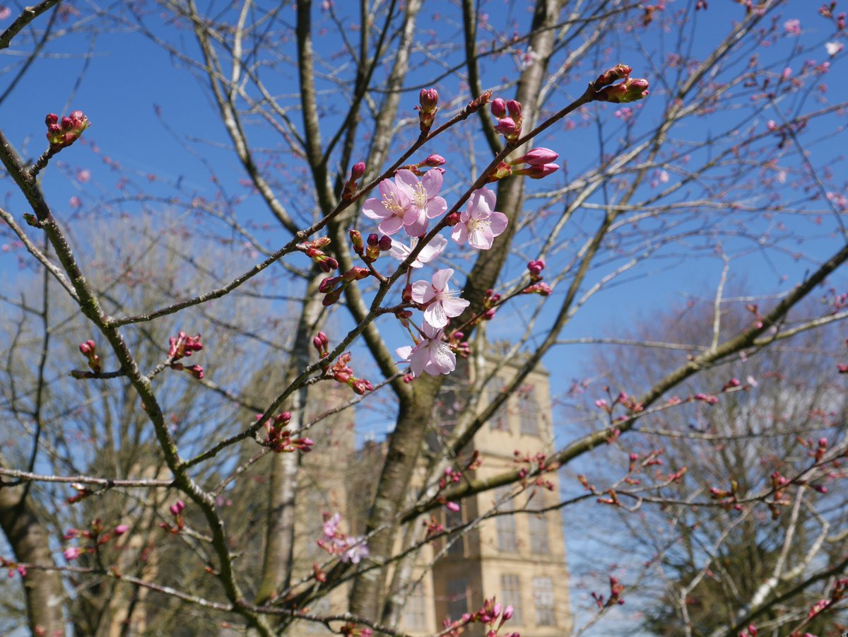 Blossom is bursting open at our places, petals painting the landscape in pastel hues. We'd love to see your photos of blossom near you, share them with us using #BlossomWatch 📸 @NThardwick , @NTWightwick and @NTCalkeAbbey