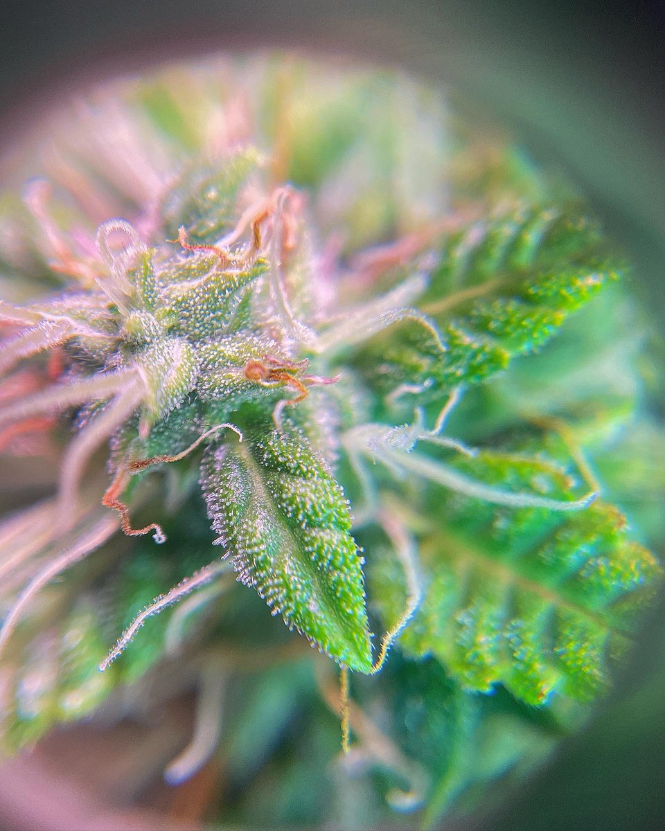 306Grows's tweet image. #pheno #cannabisculture #WeedLovers #cannabiscanada #Weed  #growyourown #420community #CannabisCommunity #Growmies #calilightworks #acinfinity #legalcannabis #garden #weed #HomeGarden #homegrown