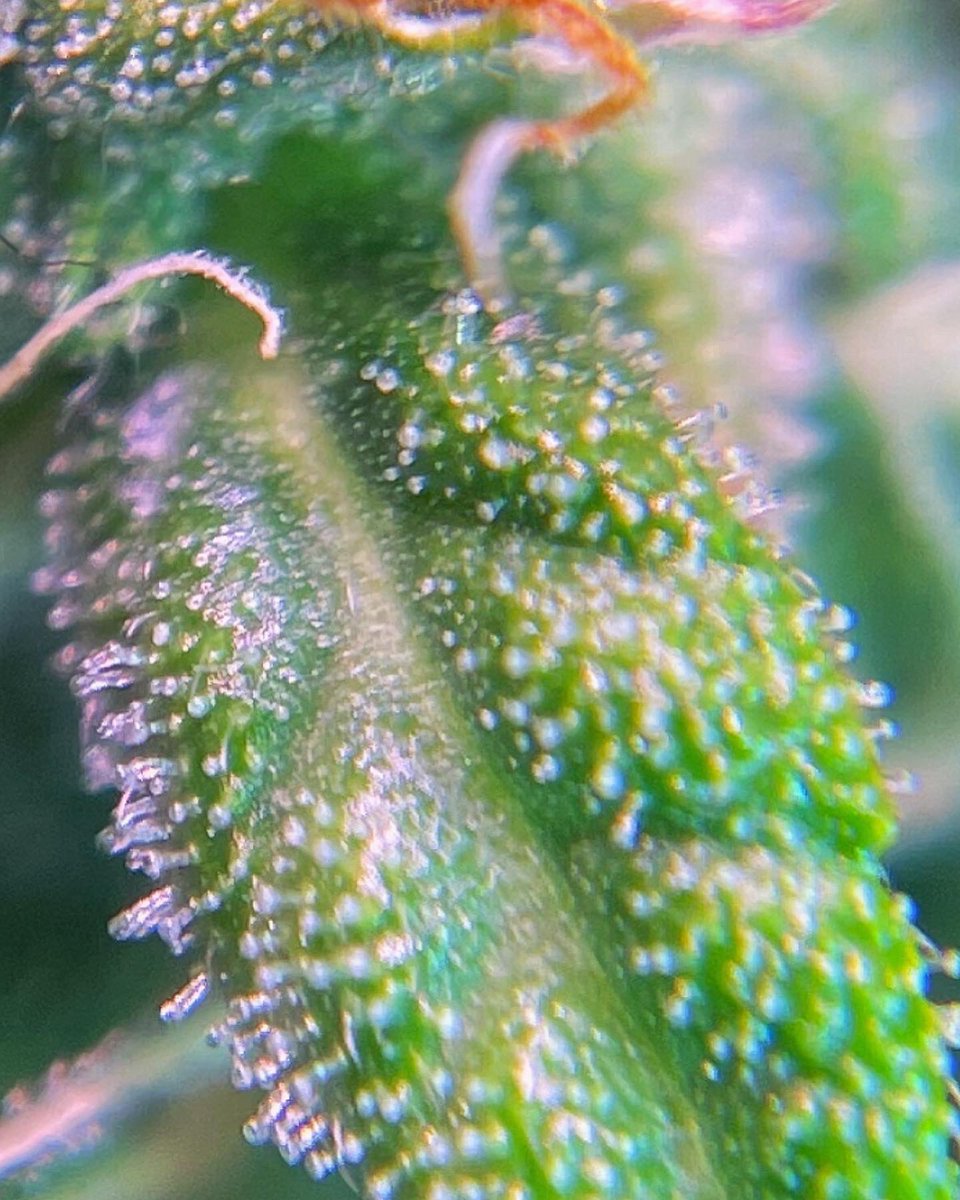 306Grows's tweet image. #pheno #cannabisculture #WeedLovers #cannabiscanada #Weed  #growyourown #420community #CannabisCommunity #Growmies #calilightworks #acinfinity #legalcannabis #garden #weed #HomeGarden #homegrown