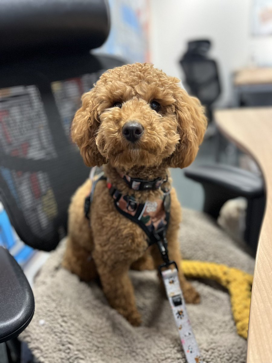 Kimberlinio's tweet photo. Teddy’s first visit to the office yesterday 🥰🐶 https://t.co/QiuXBEmybR
