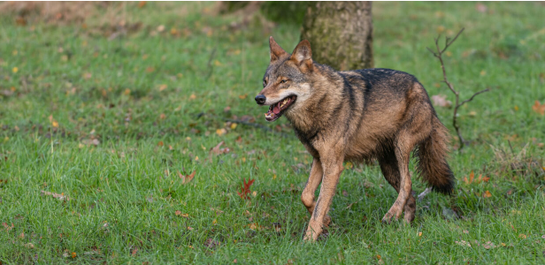 Bij een aanrijding is donderdag jl. een wolf zwaar gewond geraakt en in het kader van openbare veiligheid uit zijn lijden verlost. Assisteren bij wildaanrijdingen wordt steeds belangrijker, naast vele andere vrijwilligerstaken van jagers bit.ly/3UzTe4O
#jagersdoenmeer