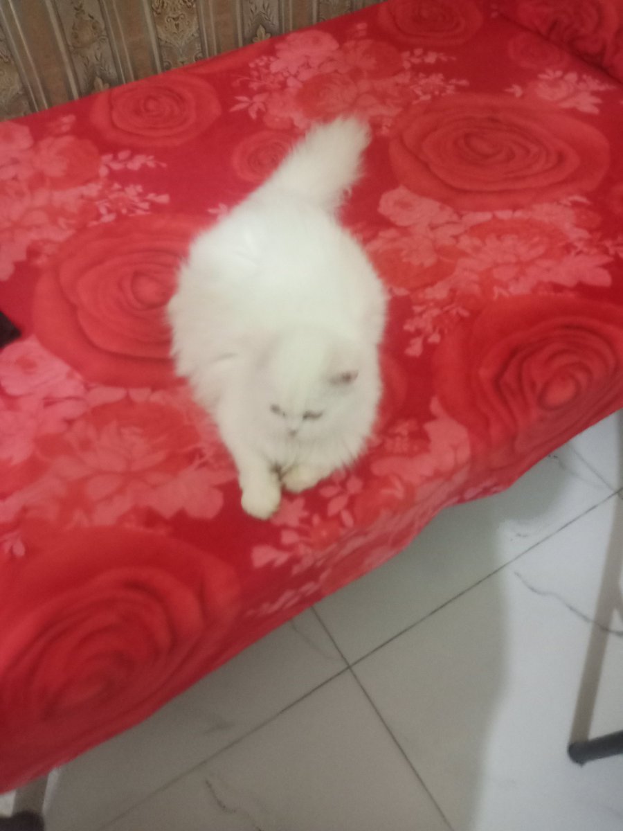 Amazing Science-Nature (@amazingscienc17) on Twitter photo 