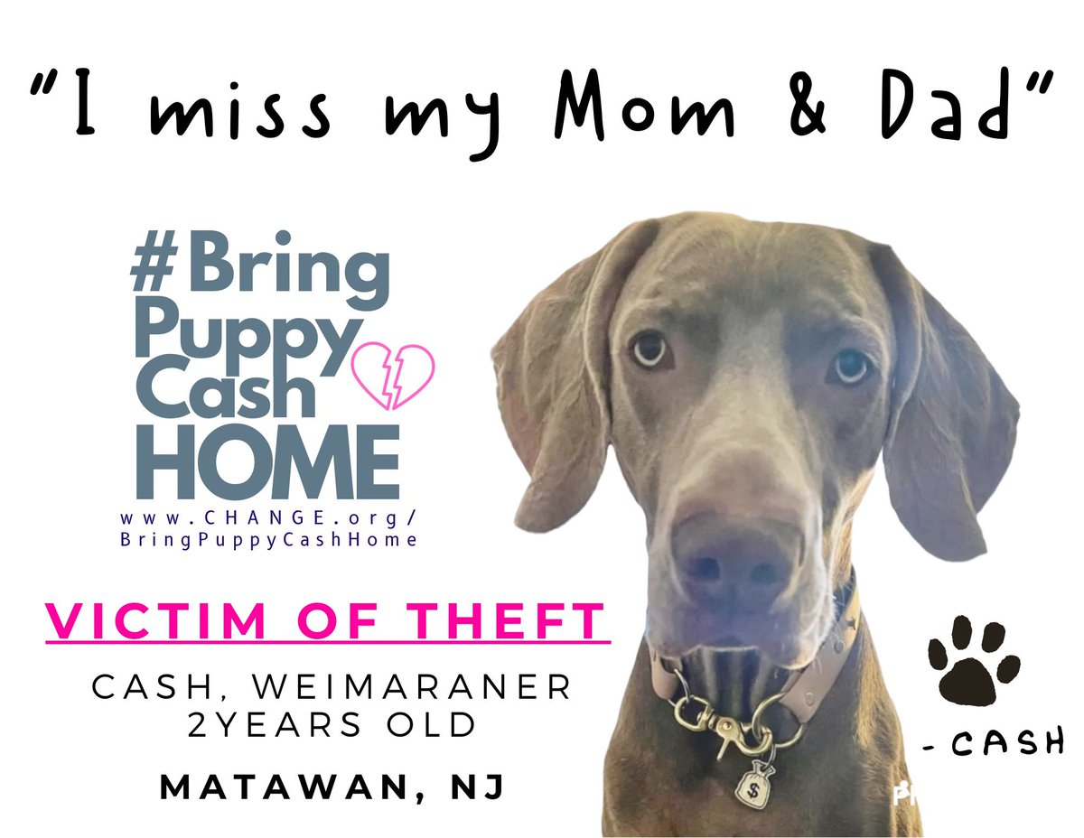 🚨 #DogTheft 🚨 #weimaraner #Dogsarefamily #NewJersey #communitysupport  is needed in #monmouthcounty #matawannj #hazletnj #oldbridgenj #aberdeennj #middletownnj #holmdelnj #coltsnecknj #keyportnj #morristownnj #unionbeachnj Please🙏help spread #PUBLICAWARENESS#bringpuppycashhome