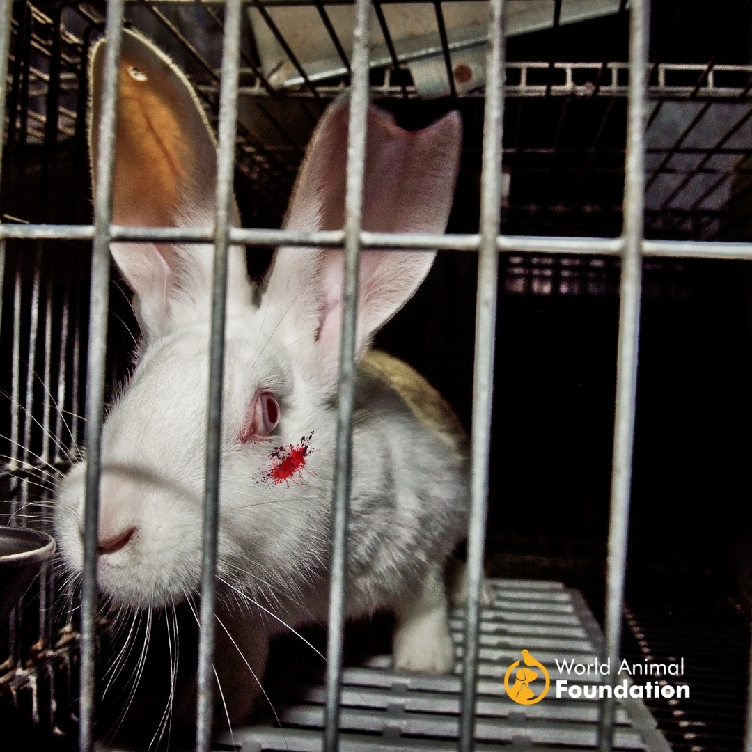 Time to stop treating our furry friends like disposable tools for scientific experiments. It breaks our hearts to think about the suffering they endure in labs, all in the name of so-called "science." We must demand better treatment for animals. #EndAnimalTesting  #AnimalRights