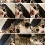 スマホで自撮りをしていたのは…。なんと猫ちゃんだった。