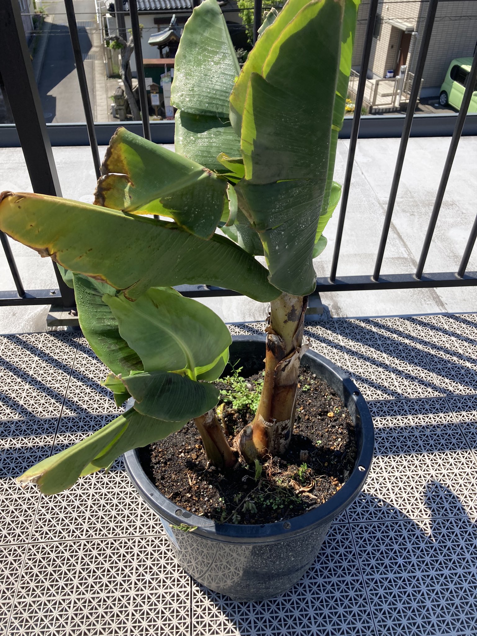 島バナナ⭐️訳あり 沖縄島バナナ - البحث / X